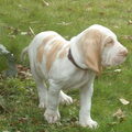 Bracco Italiano