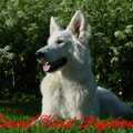 White Swiss Shepherd Dog