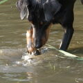 Manchester Terrier
