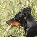 Manchester Terrier