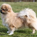 Tibetaanse Spaniel