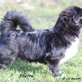 Tibetaanse Spaniel