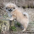 Tibetaanse Spaniel