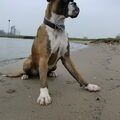 Boxer