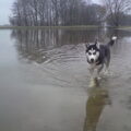 Siberische Husky