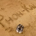 Keeshond, Dwerg