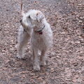 Irish Softcoated Wheaten Terriër