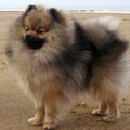 Keeshond, Dwerg