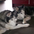 Siberische Husky