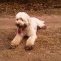 Portugese Waterhond