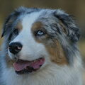 Australian Shepherd