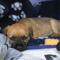 Border Terrier