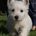 West Highland White Terrier