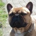 Franse Bulldog