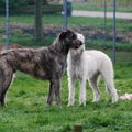 Ierse Wolfshond