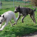 Ierse Wolfshond