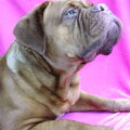 Bordeauxdog