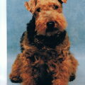 Welsh Terrier