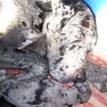 Duitse Dog
