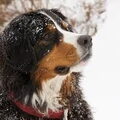 Berner Sennenhond