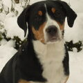 Grote Zwitserse Sennenhond