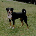 Appenzeller Sennenhond