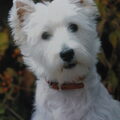 West Highland White Terrier