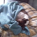 Greyhound
