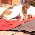 Greyhound