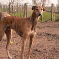 Greyhound