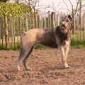 Ierse Wolfshond