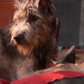 Ierse Wolfshond