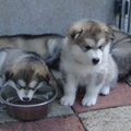 Alaskan Malamute