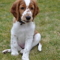 Welsh Springer Spaniel