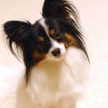 Vlinderhond