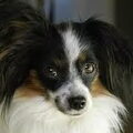 Vlinderhond