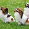 Vlinderhond