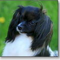 Vlinderhond
