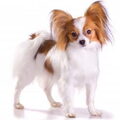Vlinderhond