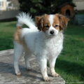 Vlinderhond