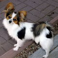 Vlinderhond
