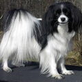 Vlinderhond