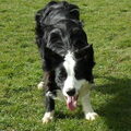 Border Collie