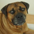 Boerboel