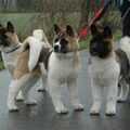 Amerikaanse Akita