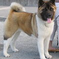 Amerikaanse Akita