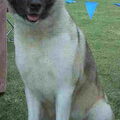 Amerikaanse Akita