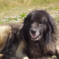 Cao Serra Da Estrela