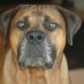 Boerboel