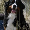 Berner Sennenhond
